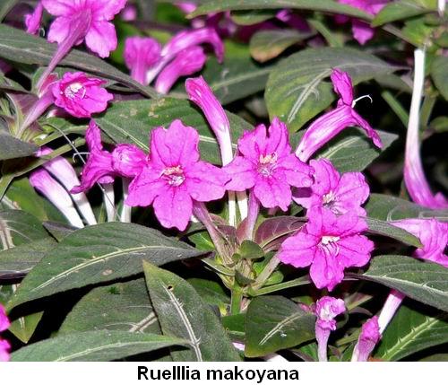 Ruelllia makoyana.jpg